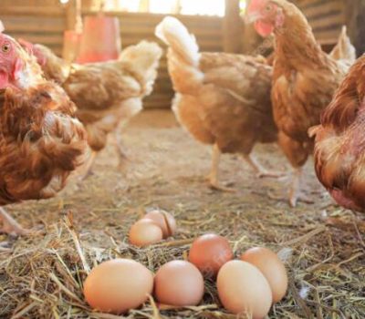 egg-layer-chicken-farming-in-South-Africa